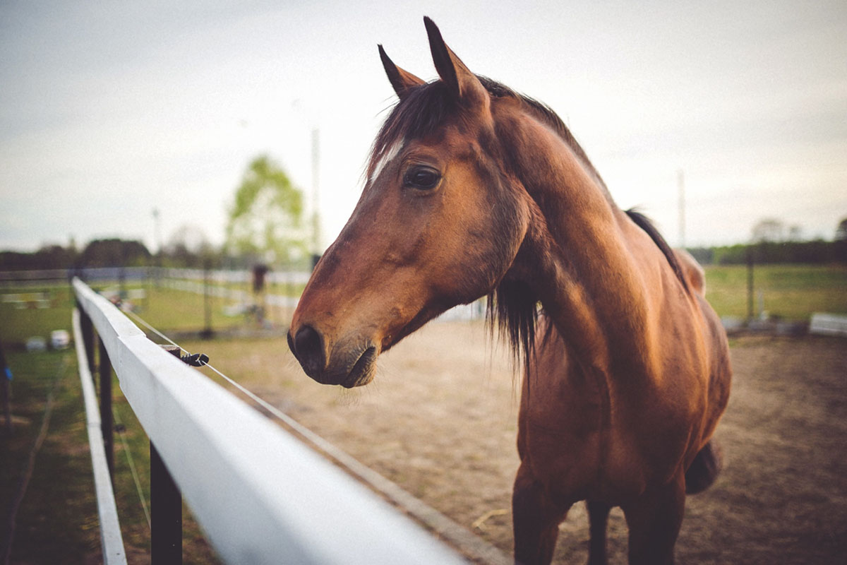 Restaurante las cruceras, actividad montar a caballo